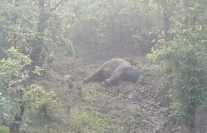 छत्तीसगढ़ में नर हाथी का शव बरामद