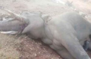 सूरजपुर वन मंडल में एक और हाथी मृत पाया गया, महकमे में हड़कंप