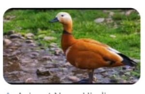 प्रवासी पक्षी सुर्खाब के शिकार का आरोपी गिरफतार , जेल दाखिल