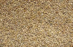 ज्वार , बाजरा और मक्का में स्वाद भी सेहत भी ,मिलेट के प्रति लोगों का रुझान बढ़ा