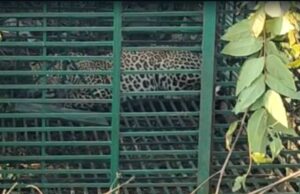 तीन लोगों की जान ले चुका तेंदुआ पिंजरे में कैद, वन विभाग ने ली राहत की सांस