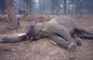 छत्तीसगढ़ के सबसे बूढ़े हाथी सिविल बहादुर की मौत , 72 साल का था