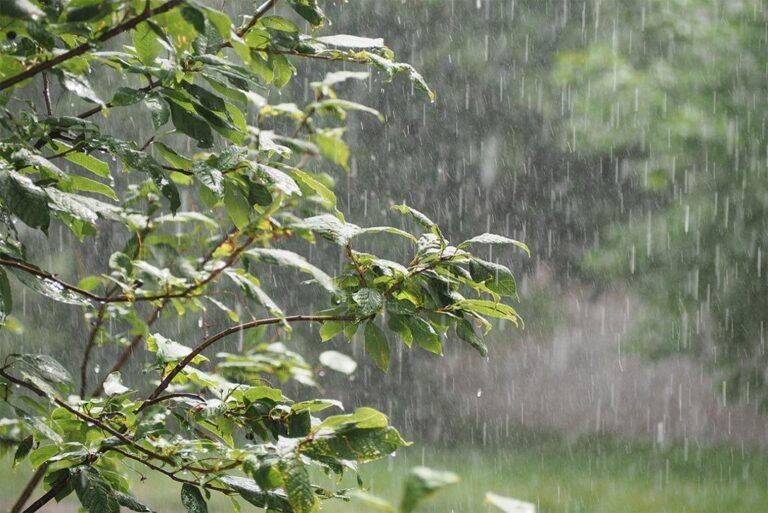 छत्तीसगढ़ में तीन दिनों तक गरज- चमक के साथ बारिश की संभावना