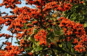 छत्तीसगढ़ के लोक जीवन में परसा रचा – बसा है, इसके संरक्षण के लिए पूरे राज्य में मनाना चाहिए परसा संरक्षण दिवस- डा. पाठक