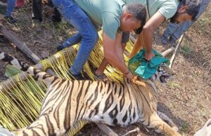 घायल बाघ को किया गया रेस्क्यू, ट्रैंक्यूलाइज्ड कर पिंजरे में रखा गया, आम लोगों व वन अधिकारियों ने ली राहत की सांस