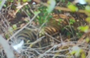 घायल बाघ का रेस्क्यू शुरू, कुछ ही देर में बेहोश करके पकड़ा जाएगा, 24 घंटे से एक जगह पड़ा मिला