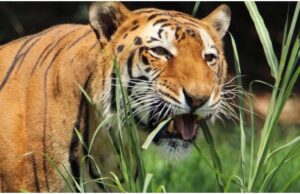 दो लोगों की जान ले लेने वाले बाघ की जान भी खतरे में, बचाव में युवकों ने भी किया था वार, पूरे दिन एक जगह झाड़ियों के बीच पड़ा रहा