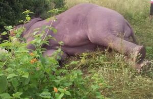 एक और हाथी की करंट से मौत, शिकार के लिए बिछाए करंट में फंसने की आशंका