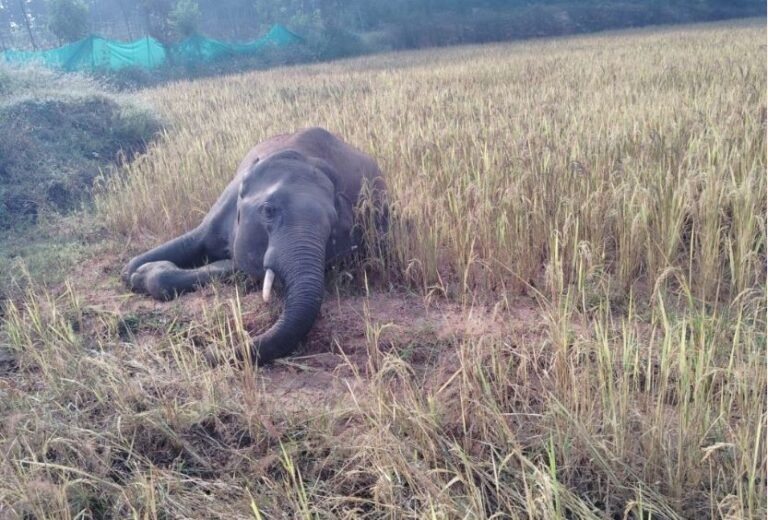 HATHI-KI-MAUT-33.jpg
