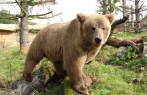 Wild life: वाइल्ड लाइफ एक्सचेंज प्रोग्राम को झटका, नागालैंड से रायपुर लाए जा रहे हिमालयन भालू की मौत