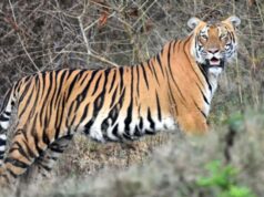 Tiger near the city: शहर के करीब पहुंचा बाघ, आसपास के इलाकों में दहशत