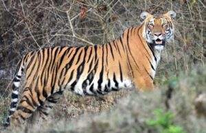 Tiger near the city: शहर के करीब पहुंचा बाघ, आसपास के इलाकों में दहशत