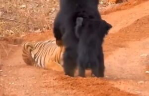 Viral Video : मादा भालू ने बाघ से भिड़कर बचाया अपने बच्चे को, वायरल वीडियो में दिखी मां की ममता