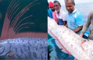 Predictions of Baba Venga: दुनियाभर में दिखी भीषण भूकंप, सुनामी का संकेत देने वाली मछली, क्या सच होगी बाबा वेंगा की भविष्यवाणी