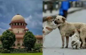 Supreme court verdict: स्ट्रीट डाग स्ट्रीट में ही रहेंगे, सुप्रीम कोर्ट का नसबंदी और टीकाकरण पर जोर