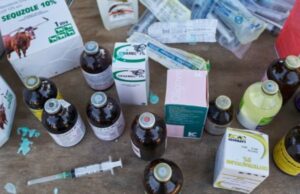 Animal Husbandry scam: पशुपालन विभाग में औषधि खरीदी घोटाला, ननकीराम कंवर की शिकायत पर जांच शुरू