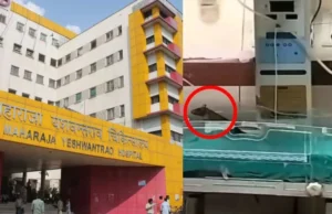 Medical negligence: महाराजा यशवंतराव अस्पताल में लापरवाही, चूहों ने दो नवजात शिशुओं के हाथ कुतरे