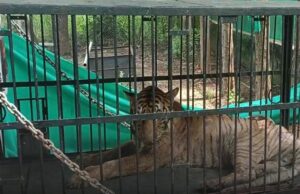 CG wildlife: जंगल सफारी की ‘बिजली’ की मौत, इलाज के लिए भेजी गई थी गुजरात, वनतारा ने सोशल मीडिया पर जानकारी की पोस्ट