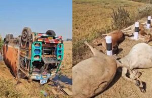 Animal traffickers cruelty: गौ तस्करों की क्रूरता, मवेशियों से भरा कंटेनर पलटा, 50 से अधिक गौवंश की मौत