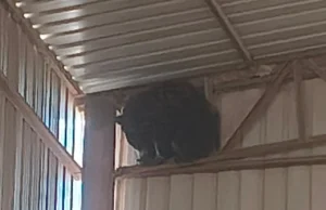 CG News : शहद खाने में राइस मिल पहुंचा भालू, 25 फीट ऊंचे टीन शेड पर बैठा रहा रातभर, इलाके में दहशत