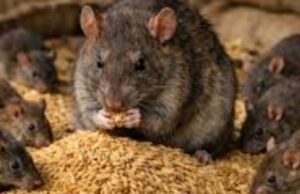 CG paddy procurement : 7 करोड़ का धान चूहों और दीमकों को खिलाने वाला संग्रहण केंद्र प्रभारी निलंबित, DMO को नोटिस