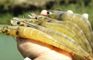 CG News : झींगा बनेगा किसानों की समृद्धि का आधार, सुकमा में नीली क्रांति की शुरुआत, 5 पंचायतों में शुरू हुआ झींगा पालन