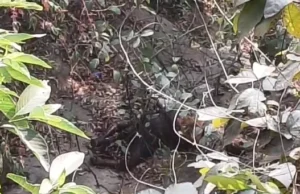 CG News : जंगल की खाई में मिली महिला की सड़ी-गली लाश, जांच में जुटी पुलिस