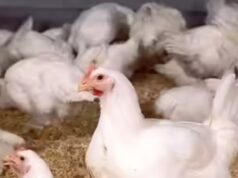 Bird Flu in Bilaspur: कोनी समेत कई इलाके कंटेनमेंट जोन घोषित, 10 KM के दायरे में मुर्गे-अंडे की बिक्री पर रोक