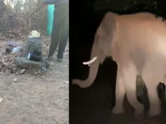 CG News : धान उपार्जन केंद्र में घुसा हाथी, मंडी प्रभारी को कुचला, पत्नी ने भागकर बचाई जान