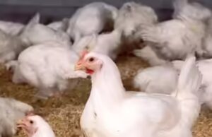 Bird Flu in Bilaspur : बिलासपुर में बर्ड फ्लू पर काबू, चिकन-अंडे की बिक्री पर पाबंदी हटी