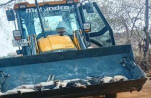 CG News : भिलाई में अफ्रीकन स्वाइन फीवर से 300 सूअरों की मौत, 150 को मारकर दफनाया, फार्म सील