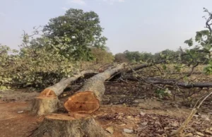 Down To Earth report : पिछले तीन वर्षों में पूरे देश में सबसे ज्यादा छत्तीसगढ़ में कटे पेड़ , अकेले सरगुजा में 4 लाख पेड़ों की कटाई