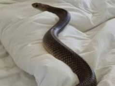 Cobra in the girls’ hostel : हॉस्टल मे घुसा नाग, सो रहीं 6 छात्राओं को डसा, 3 की इलाज के दौरान मौत