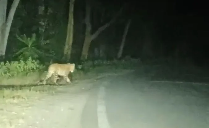 Dhamtari-Leopard-Attack-Sitanadi-Sanctuary-Wildlife.webp