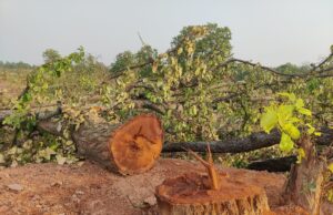 केंद्र ने सुप्रीम कोर्ट में कहा हसदेव के जंगल नहीं कटेंगे