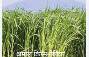 अब छत्तीसगढ़ में भी बनेगा बायोकोल, 300 से ज्यादा किसानों ने दिखाई रुचि