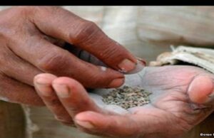 पूरे भारत में सबसे ज्यादा छत्तीसगढ़ के किशोर कर रहे हैं तंबाकू का सेवन, 40 फीसदी को इसकी लत