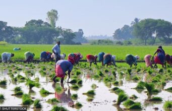 खरीफ फसलों के न्यूनतम समर्थन मूल्य में वृद्धि, किसानों के लिए बड़ी राहत