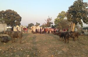 विधायक ने 17 नग मवेशियों को बूचड़खाने ले जाने से बचाया, पूरी रात की गौ तस्करों की तलाश