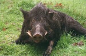 wild boar attack: महुआ बीनने जंगल गई बुजुर्ग महिला जंगली सूअर के हमले में मौत