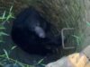 Wild bear rescue: कुएं में गिरे जंगली भालू को रेस्क्यू कर बाहर निकाला,ग्रामीणों ने ली राहत की सांस