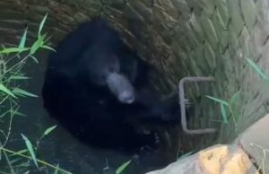 Wild bear rescue: कुएं में गिरे जंगली भालू को रेस्क्यू कर बाहर निकाला,ग्रामीणों ने ली राहत की सांस