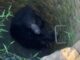 Wild bear rescue: कुएं में गिरे जंगली भालू को रेस्क्यू कर बाहर निकाला,ग्रामीणों ने ली राहत की सांस