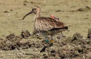 Migratory Bird: 6 हजार किलोमीटर दूर से छत्तीसगढ़ पहुंचा ये प्रवासी पक्षी