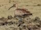 Migratory Bird: 6 हजार किलोमीटर दूर से छत्तीसगढ़ पहुंचा ये प्रवासी पक्षी