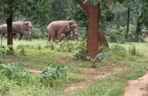 An old man was killed by an elephant: तेंदूपत्ता तोड़ने गए बुजुर्ग को हाथी ने मार डाला, पत्नी व अन्य ने भागकर बचाई जान