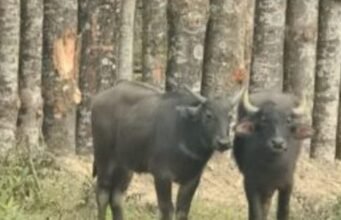 Two wild buffaloes drank water worth lakhs: दो वनभैंसे 2 माह में पी गए 4 लाख 60 हजार का पानी, 6 वनभैंसों के चारे पर हर साल 40 लाख खर्च