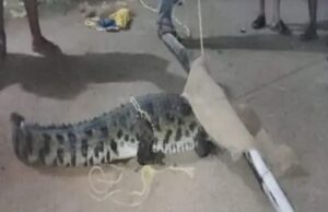 Crocodile found roaming on the road: सड़क पर घूमते मिला 5 फीट का मगरमच्छ, वन अमले ने रेस्क्यू कर क्रोकोडाइल पार्क में छोड़ा