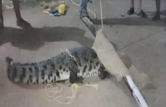 Crocodile found roaming on the road: सड़क पर घूमते मिला 5 फीट का मगरमच्छ, वन अमले ने रेस्क्यू कर क्रोकोडाइल पार्क में छोड़ा