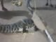 Crocodile found roaming on the road: सड़क पर घूमते मिला 5 फीट का मगरमच्छ, वन अमले ने रेस्क्यू कर क्रोकोडाइल पार्क में छोड़ा